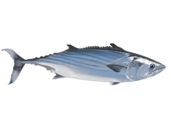 Pacific Bonito
